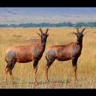 Topi (Damaliscus korrigum)