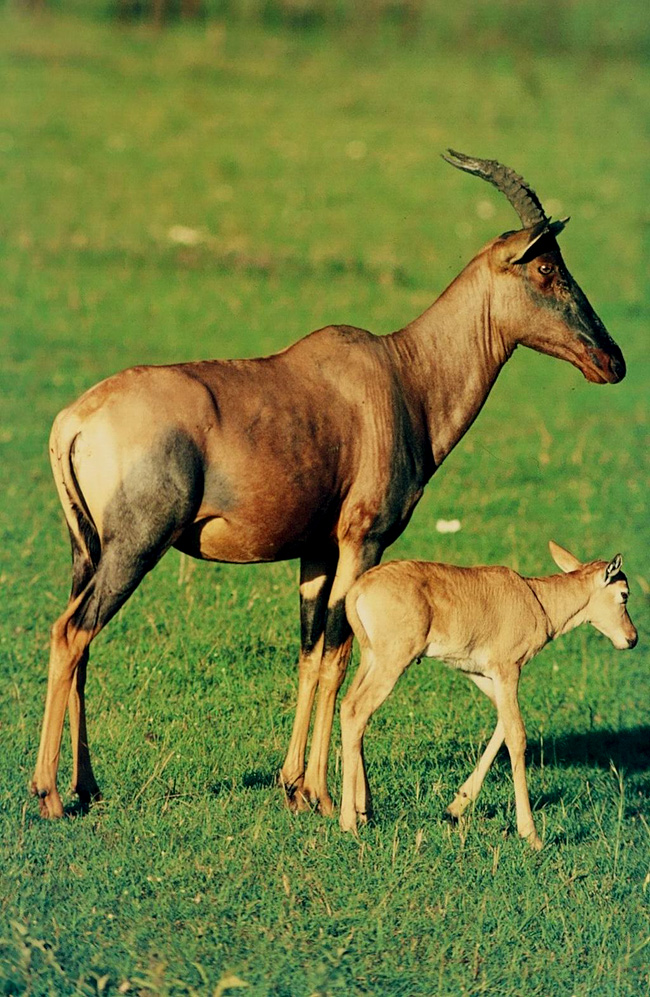 Topi mit Kalb