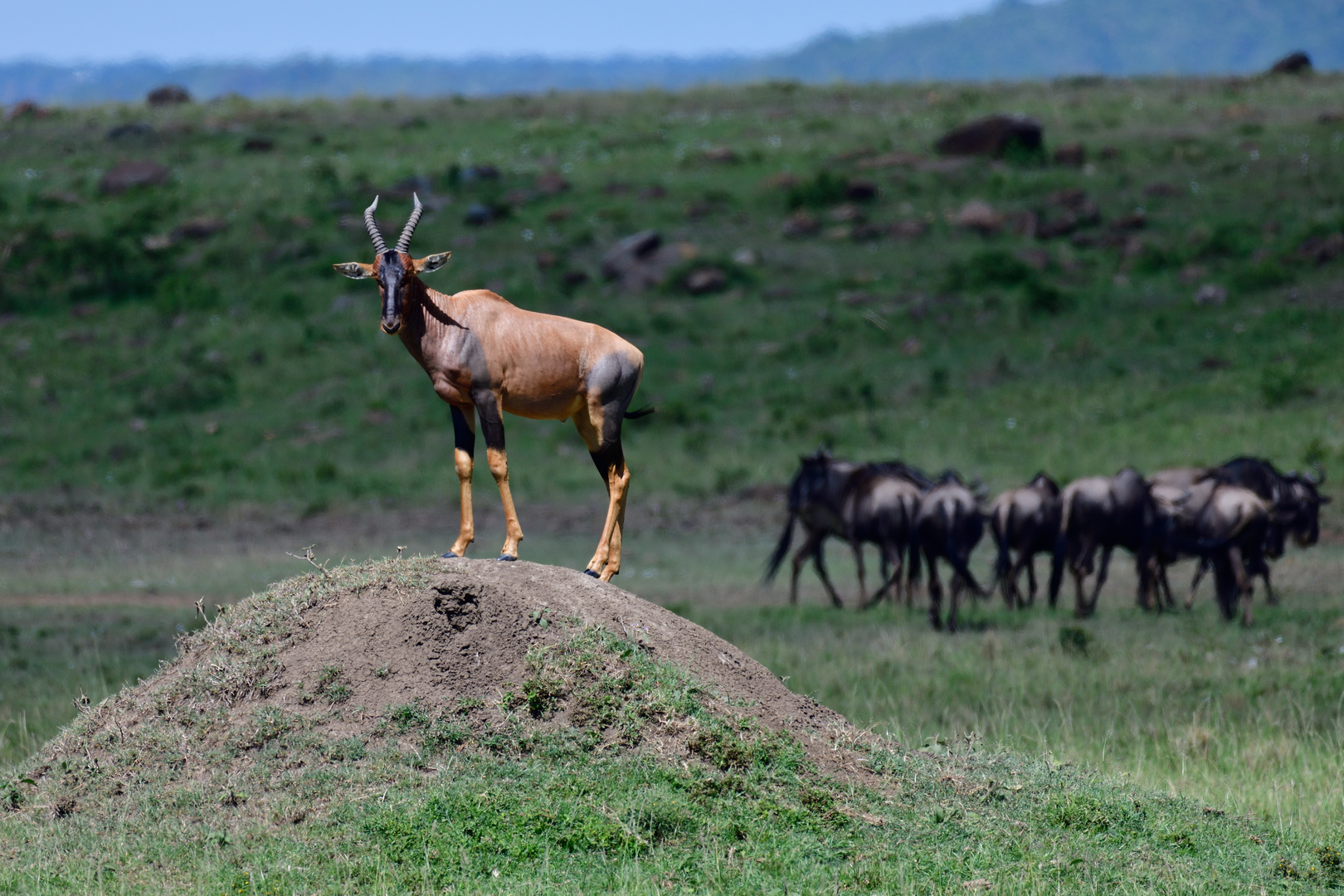 Topi on top of a hill