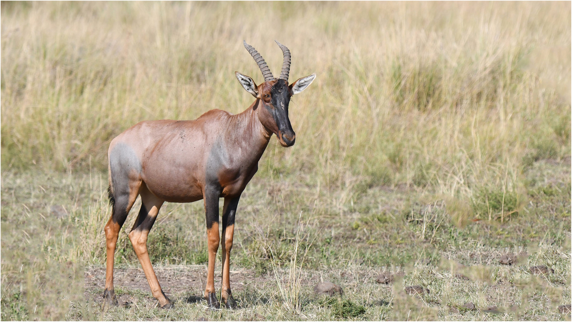 Topi - Serengeti NP