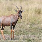 Topi - Serengeti NP