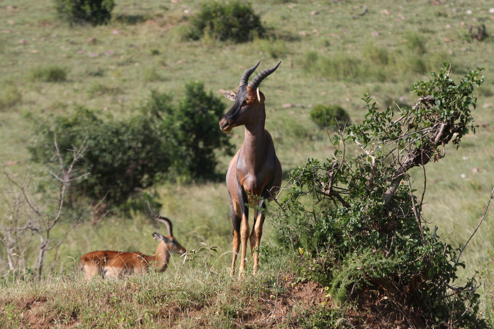 Topiantilope