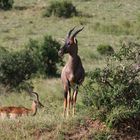 Topiantilope