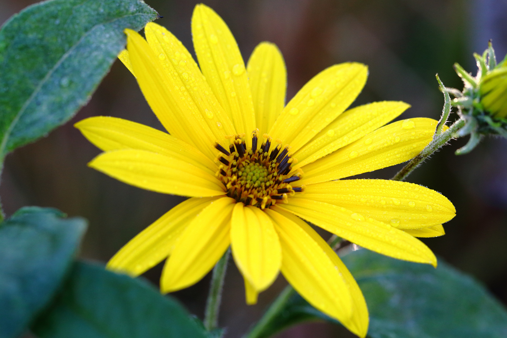 Topinambur Foto & Bild natur, pflanzen, blüten Bilder auf