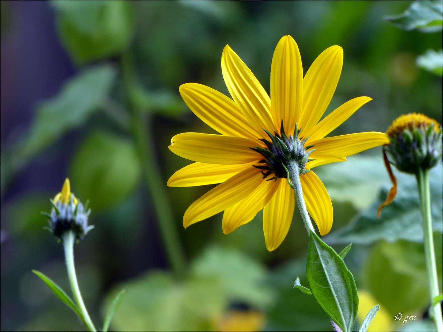 Topinambur Foto & Bild gelb, natur, pflanzen Bilder auf