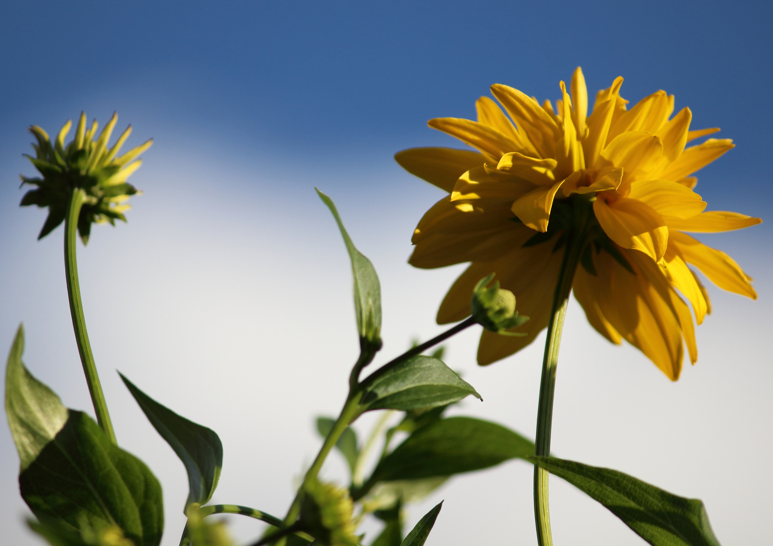Topinambur Foto & Bild natur, blumen, pflanzen Bilder auf