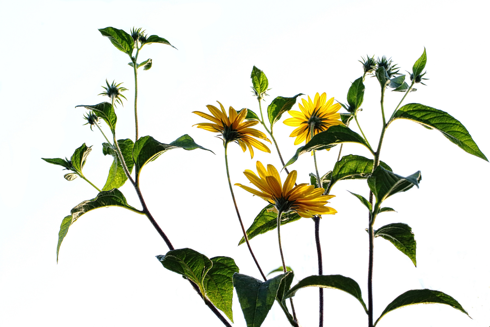 Topinambur Foto & Bild natur, pflanzen, blüten Bilder auf