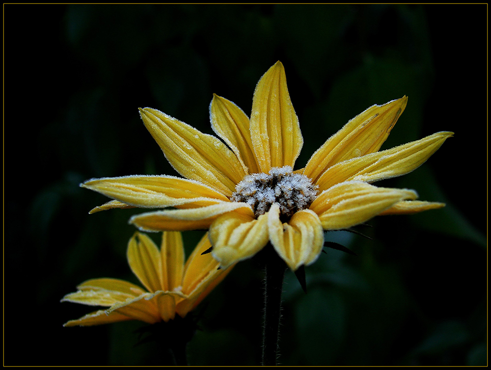 Topinambur-Blüten im 1. Frost