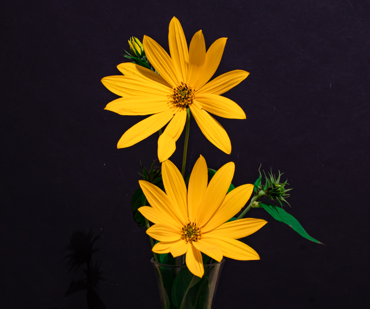 Topinambur   (Helianthus Tuberosus) 1139-2