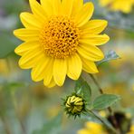 Topinambur (Helianthus tuberosus)