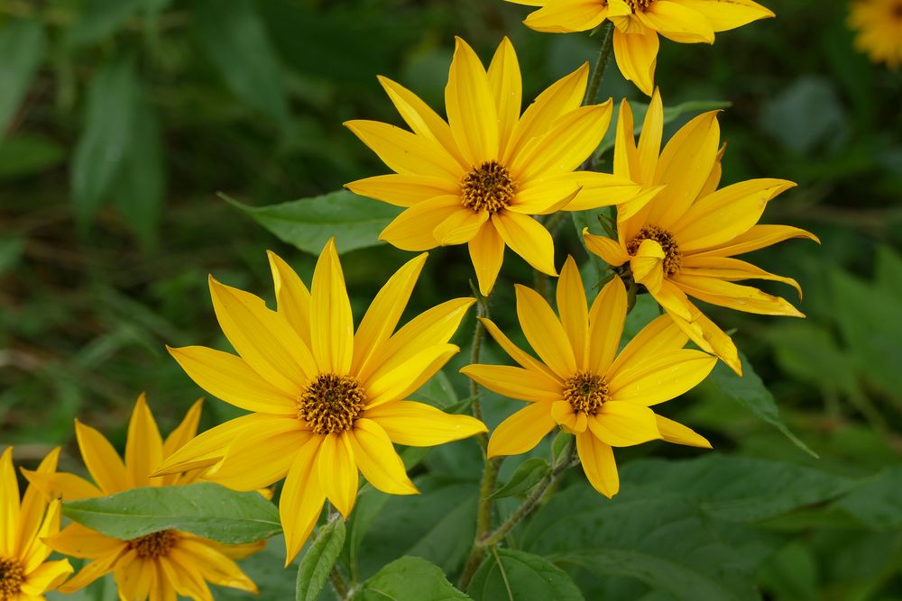 Topinambur (Helianthus tuberosus) Foto & Bild pflanzen, pilze
