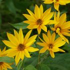 Topinambur (Helianthus tuberosus)