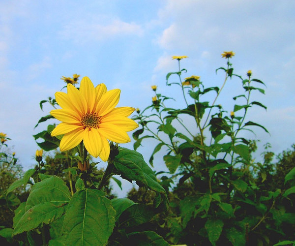 Topinamburblüte