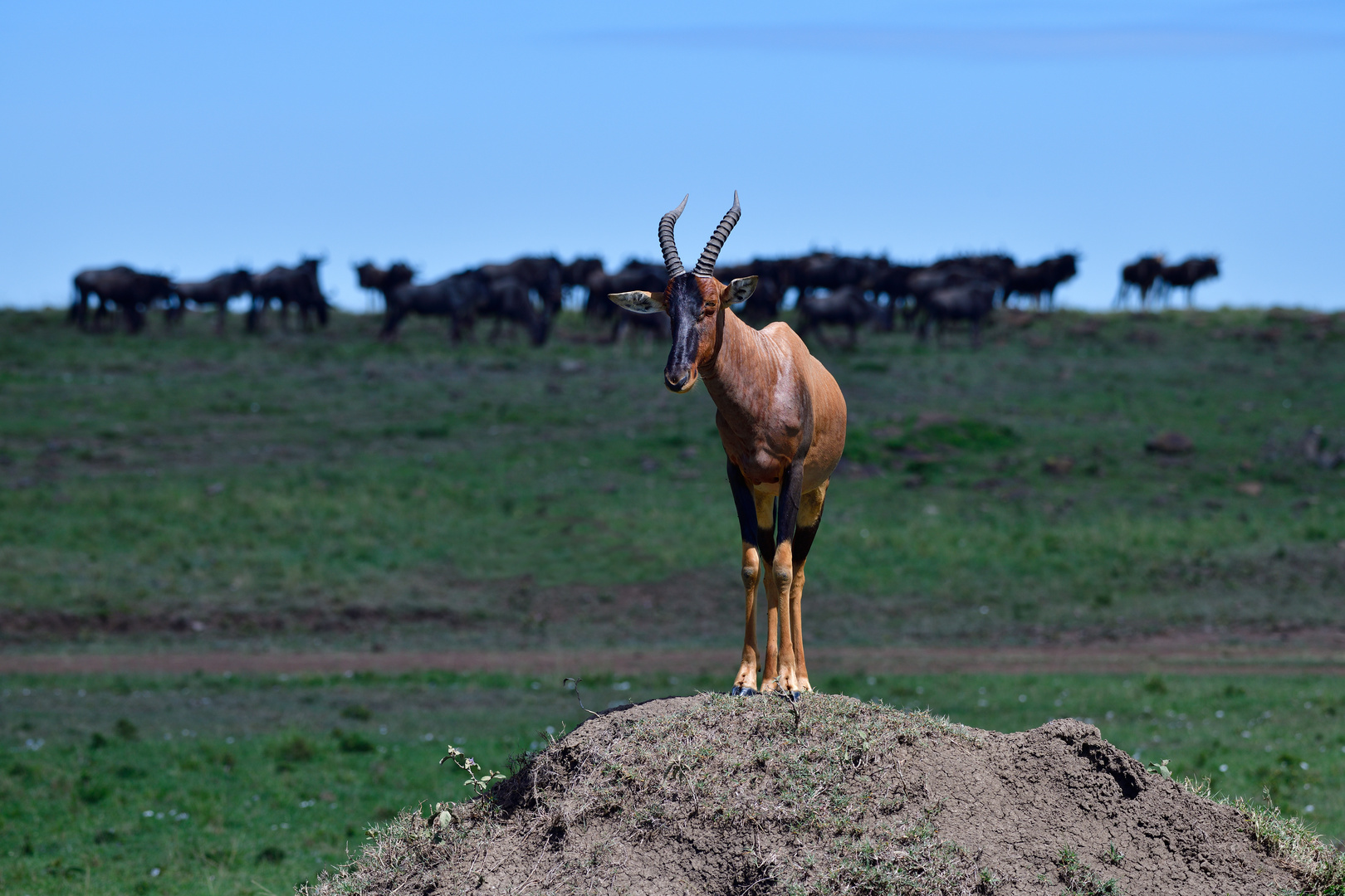 Topis like termite mounds, too