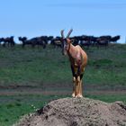 Topis like termite mounds, too