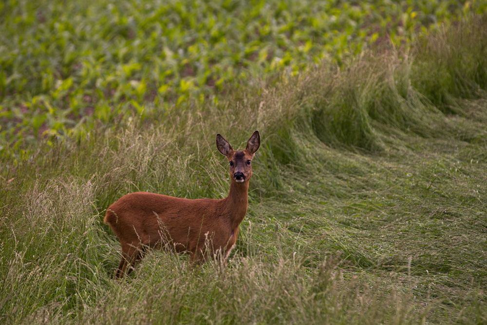 Topmodel auf dem Wiesenlaufsteg