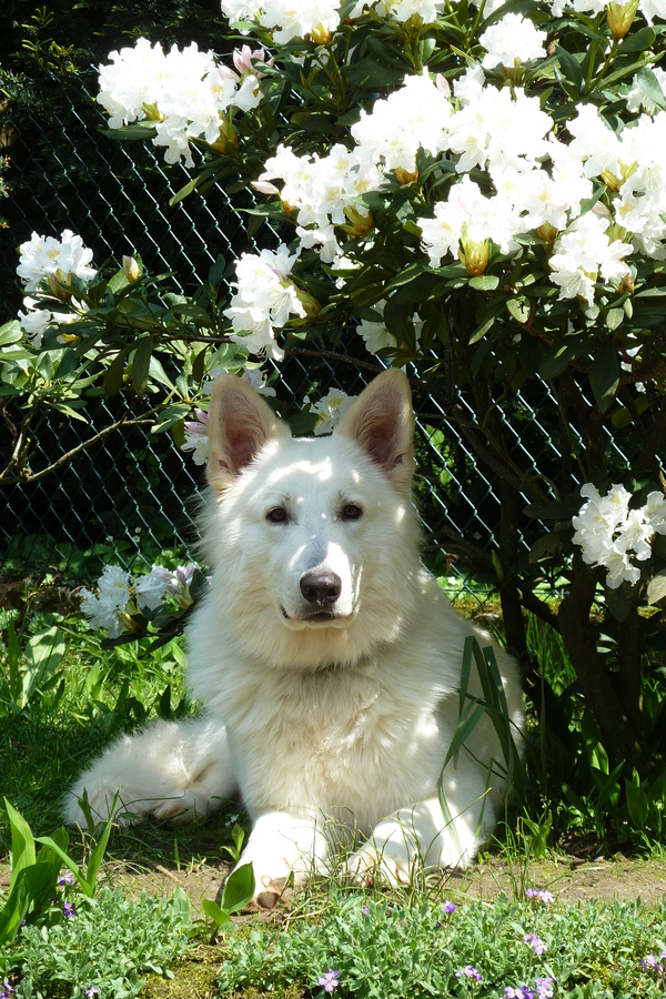 Topmodel im Blütenmeer