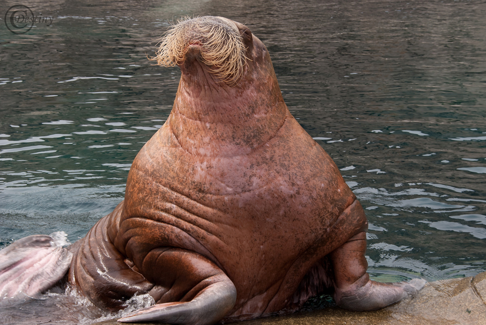 Topmodel im Tierpark Hagenbeck