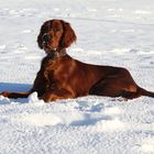 TOR DESCUBRIO LA NIEVE