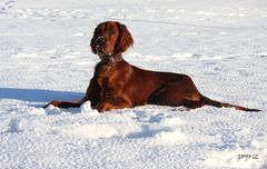 TOR DESCUBRIO LA NIEVE