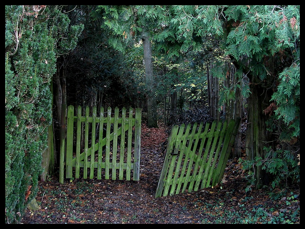 Tor im Wald