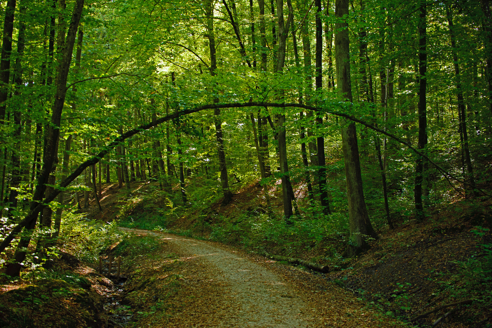 Tor zu Märchenwald.