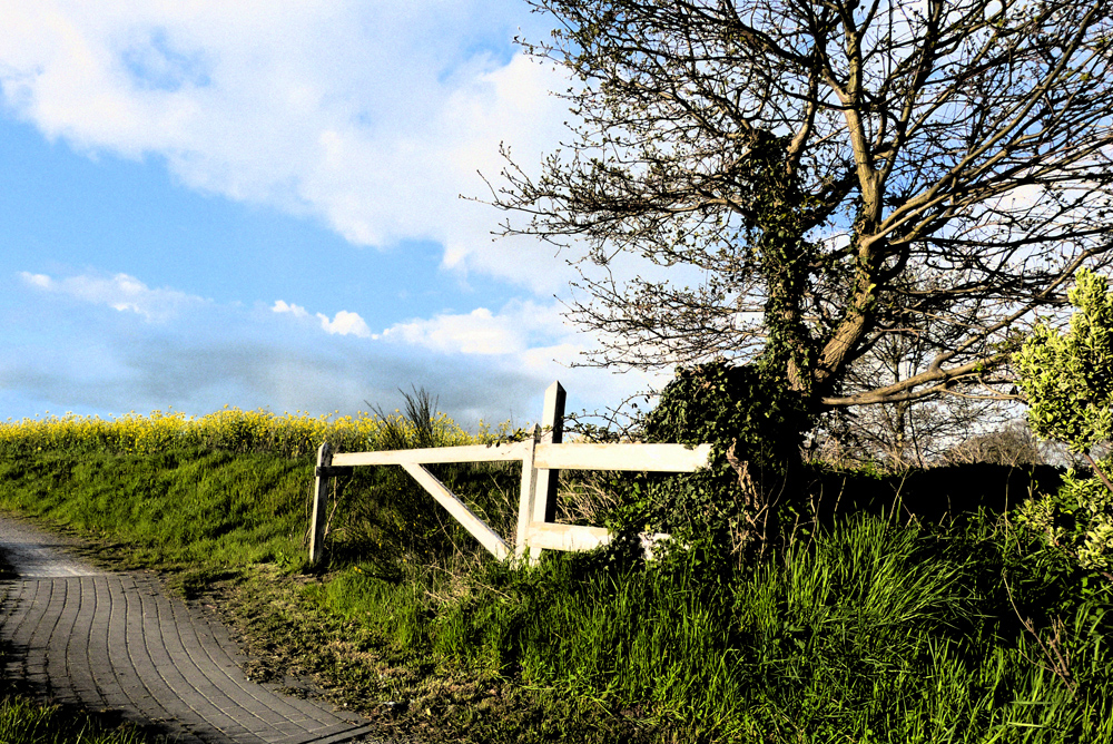 Tor zum Rapsfeld