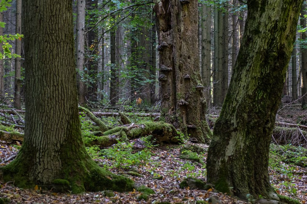 Tor zum Zauberwald