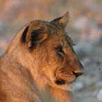 Tora, Tora - David und Goliath