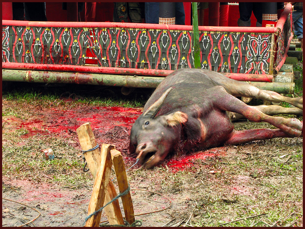 Toraja Totenfeier- Büffelopfer