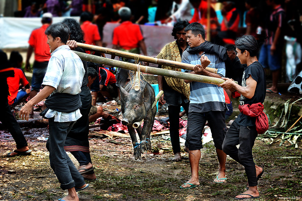 Toraja Zeremonie Opfer