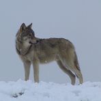 Torak in the snow: January 2007