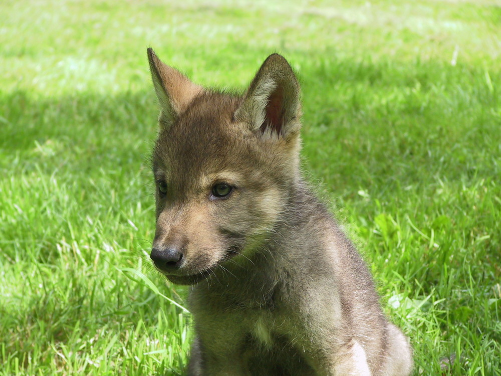 Torak the wolf-cub.