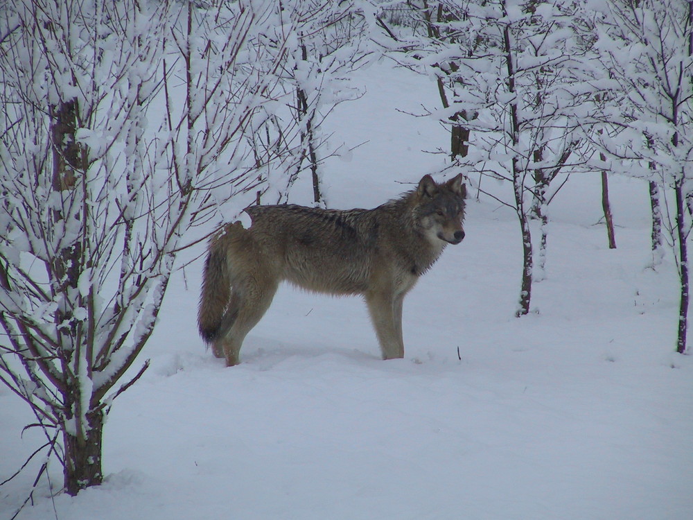 Torak the wolf - in the snow covered birchwoods.