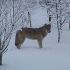 Torak the wolf - in the snow covered birchwoods.