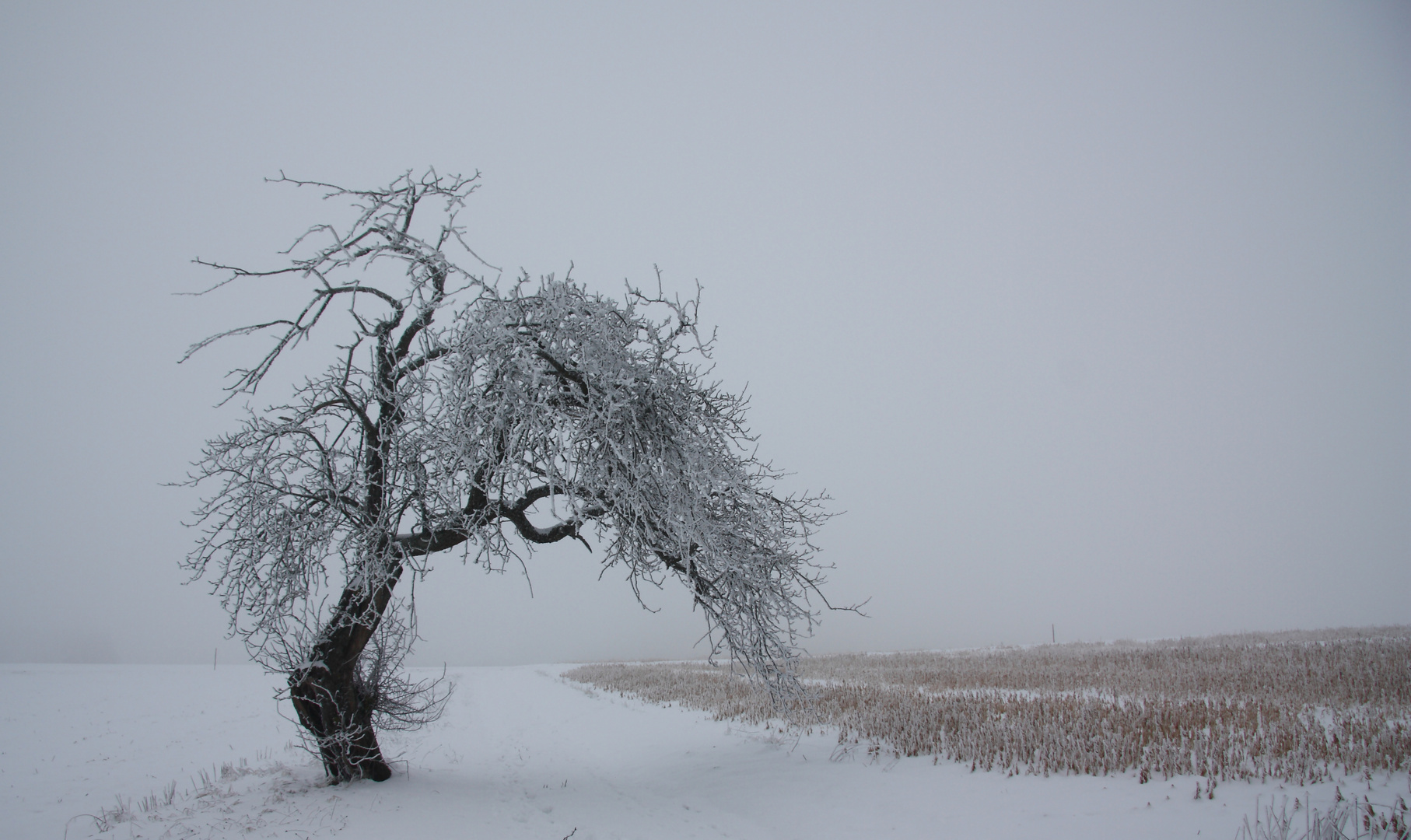 Torbogen für Dich, ein Apfelbaum im Winter