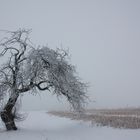 Torbogen für Dich, ein Apfelbaum im Winter