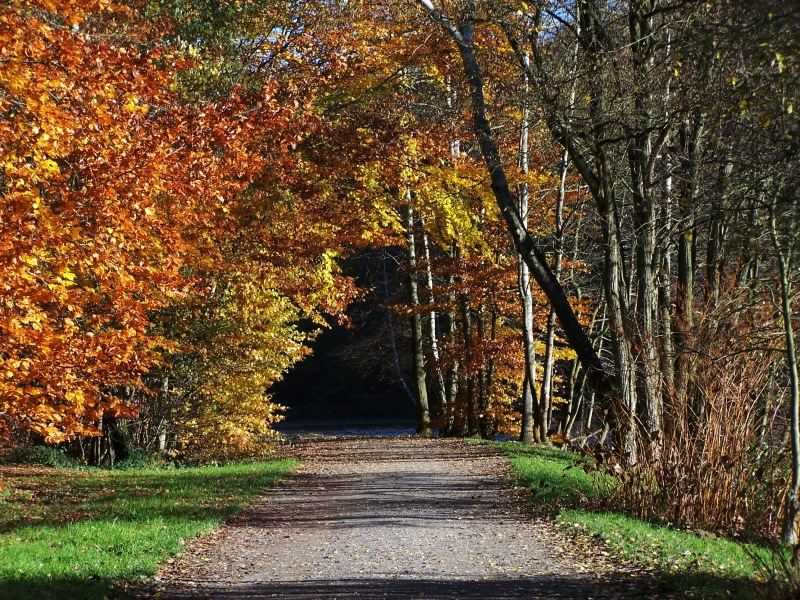 Torbogen zum Herbstwald