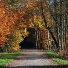 Torbogen zum Herbstwald