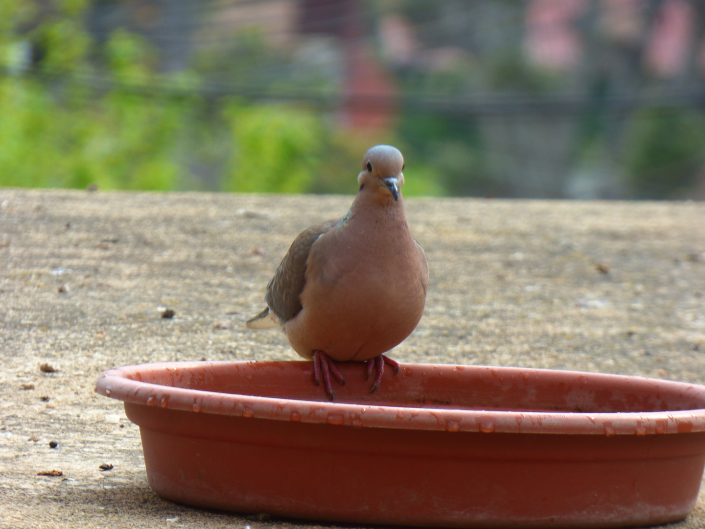 Torcaza (cucli)