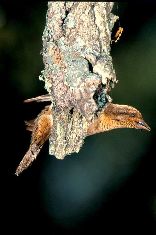 Torcecuello