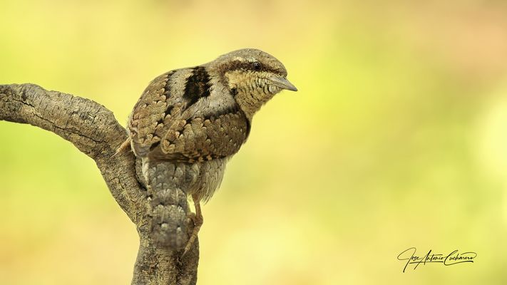 Torcecuellos ( Jynx torquilla )