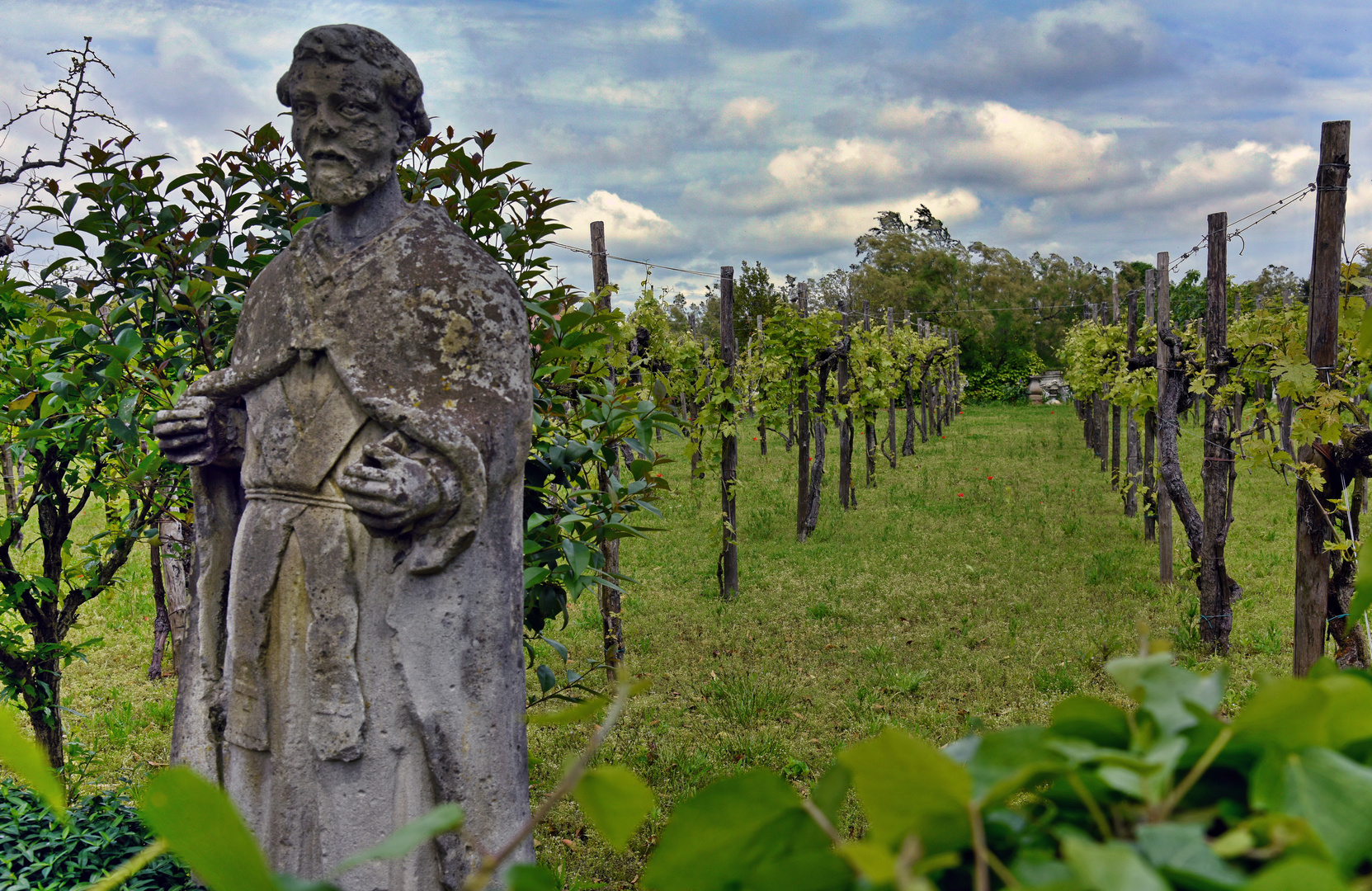 TORCELLO - Weinanbau -