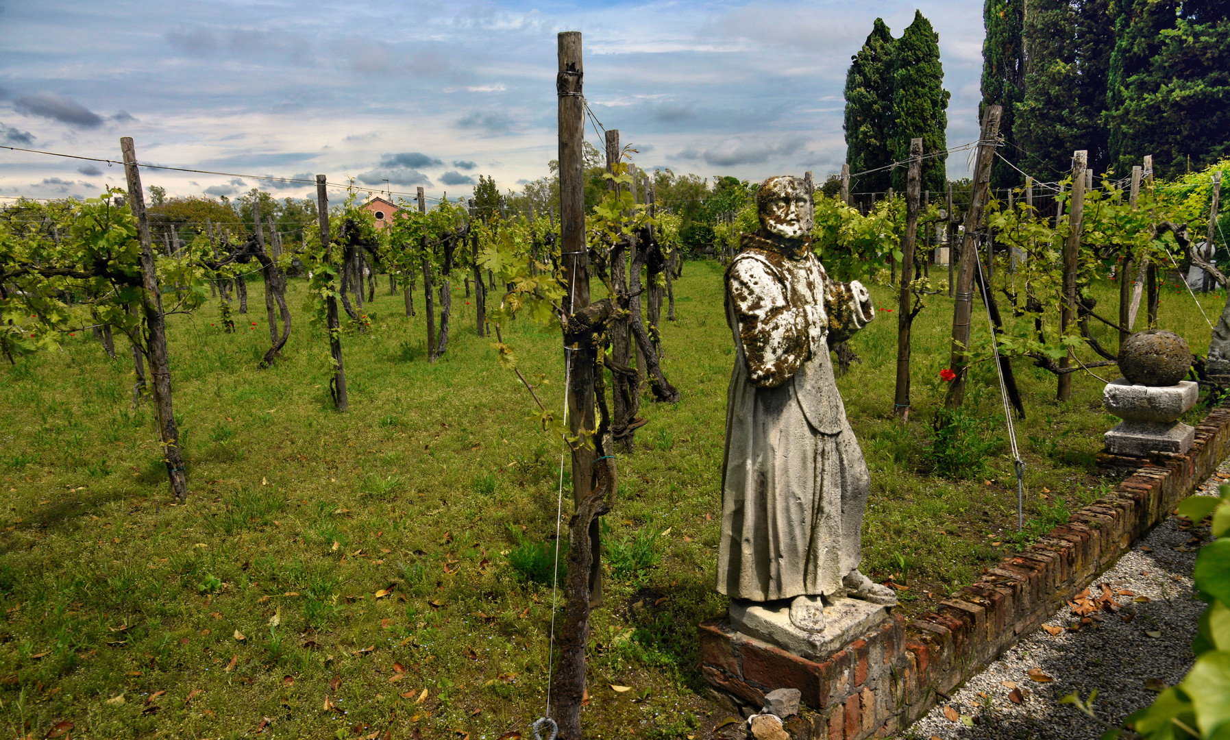 TORCELLO - Weinanbau -