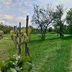 Torcello   - Weinanbau -