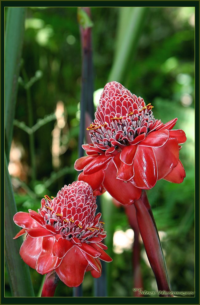 Torch Ginger