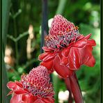 Torch Ginger