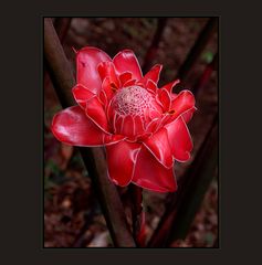 Torch Ginger Flower