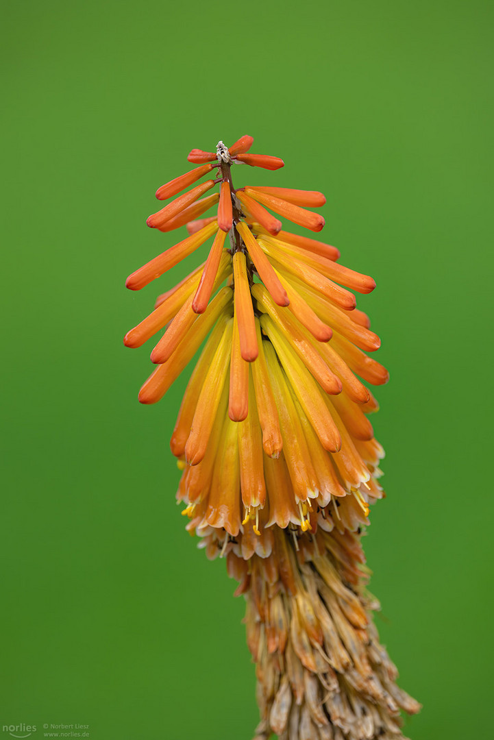 torch lily