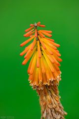 torch lily